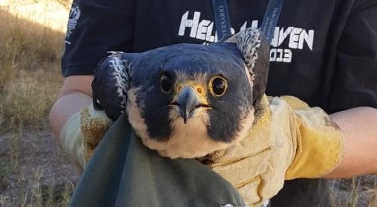 Rescataron halcón peregrino en El Campanario; contaba con heridas