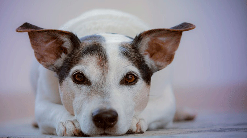 En Nicaragua, perritos disfrazados son bendecidos en fiesta de San Lázaro thumbnail
