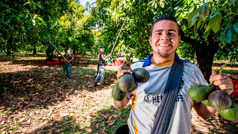 México, entre los 3 principales productores mundiales de aguacate, guayaba, mango y chile verde thumbnail