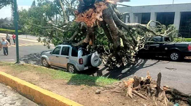 Rachas de viento derriban árboles y dañan viviendas en Veracruz thumbnail