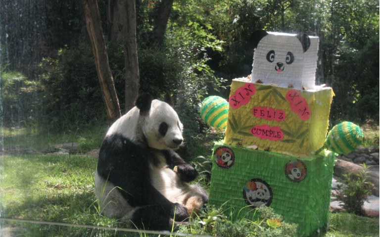 Xin xin cumple 33 primaveras y en el zoológico de Chapultepec la celebran thumbnail