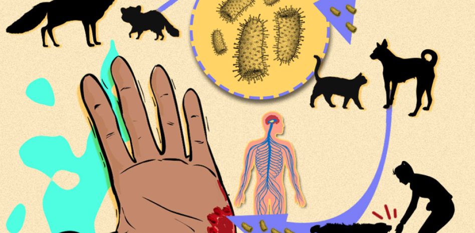 ¿Resurge la rabia en México_ thumbnail