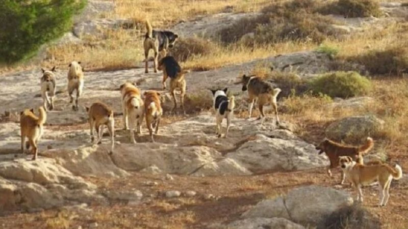 Alertan de perros asilvestrados que matan ganado en sierra de Aquila thumbnail