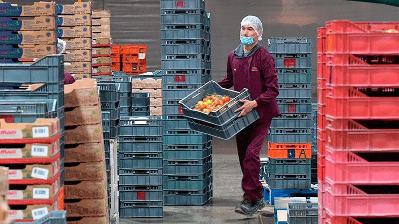 Crecimiento Laboral en Michoacán Más de 13 Mil Empleos Formales con Acreditación thumbnail