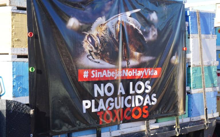 Federación debe regular uso de plaguicidas; están causando la muerte de abejas Investigador thumbnail