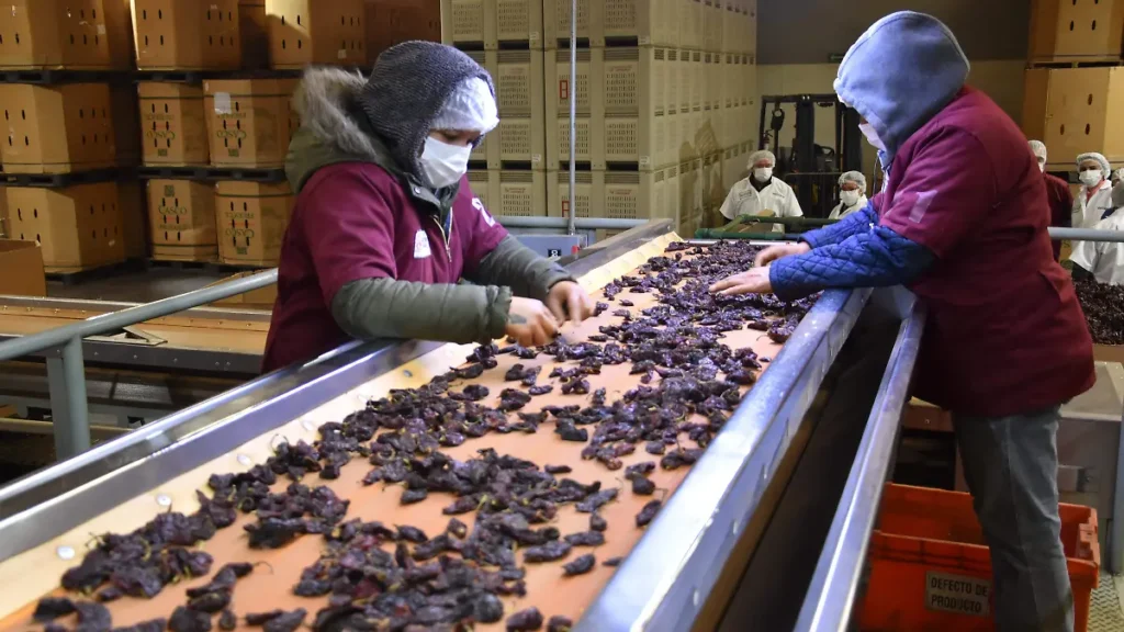 procesadora chipotles de camargo seleccion y empaques de chipotles y su comercializacion (70) thumbnail