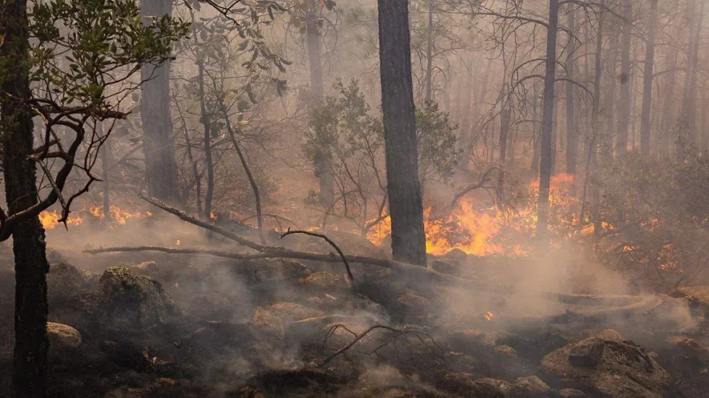 Chihuahua reporta siete incendios forestales activos; 135 brigadistas trabajan para combatirlos thumbnail