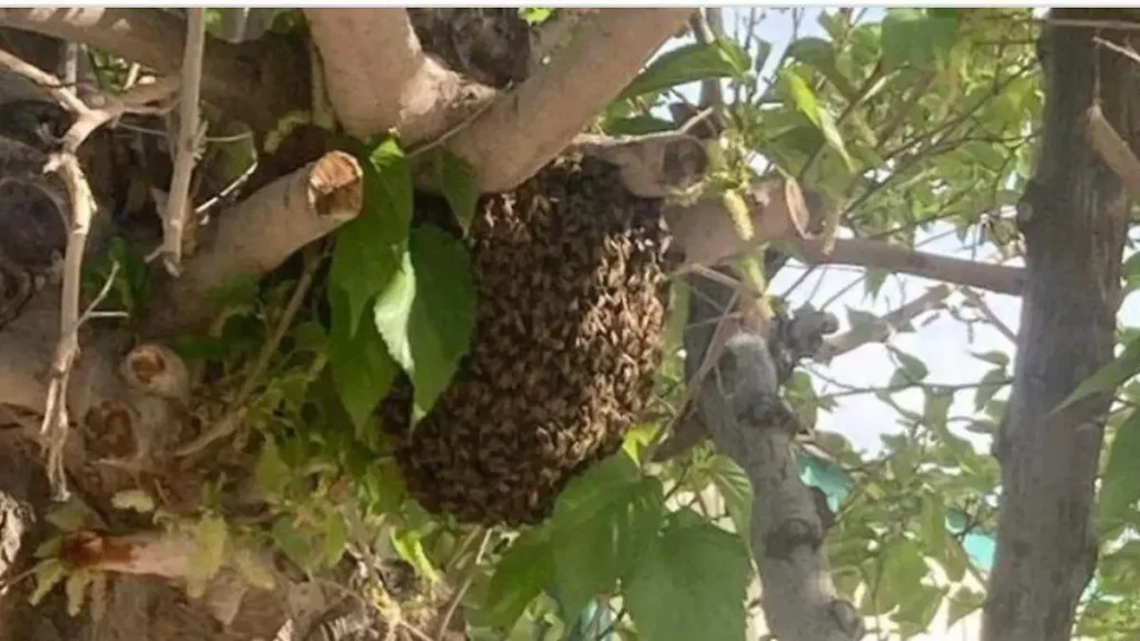 Retira Ecología 15 enjambres de abejas en 45 días; pide reportar avistamientos thumbnail