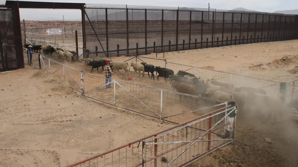 image (10) thumbnail