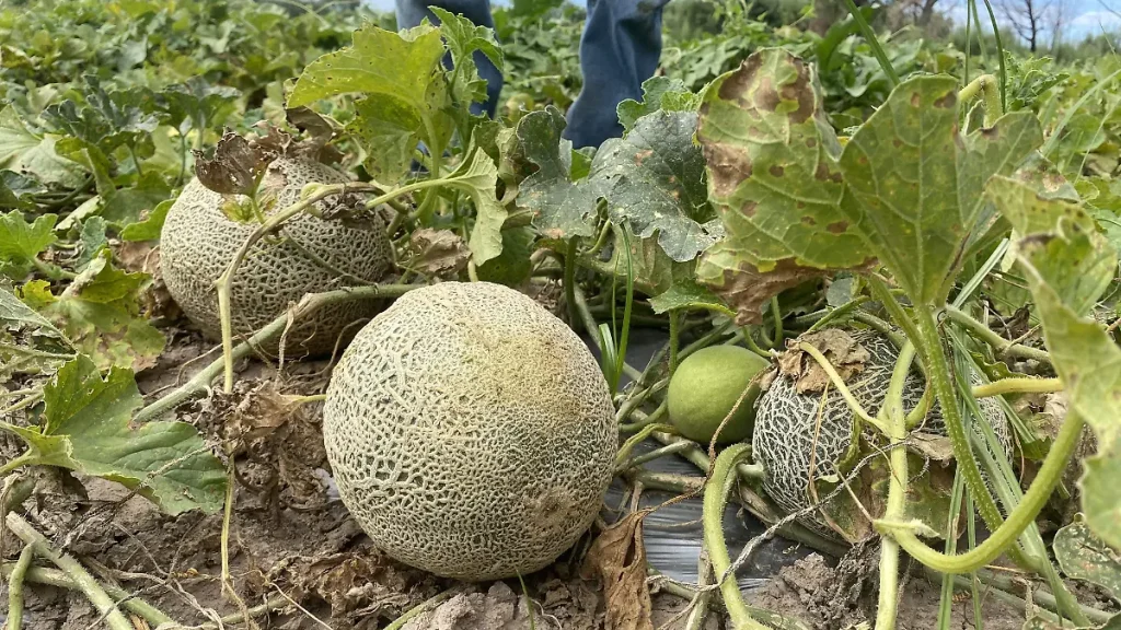 image (10) thumbnail