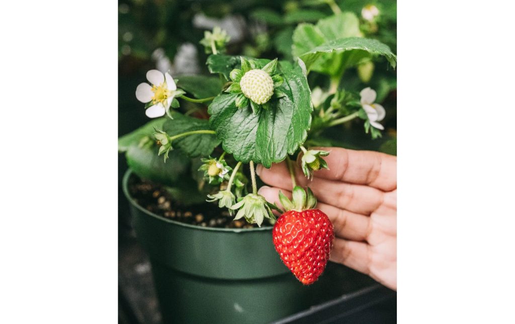 fresa-3mZZWRnJ0 thumbnail