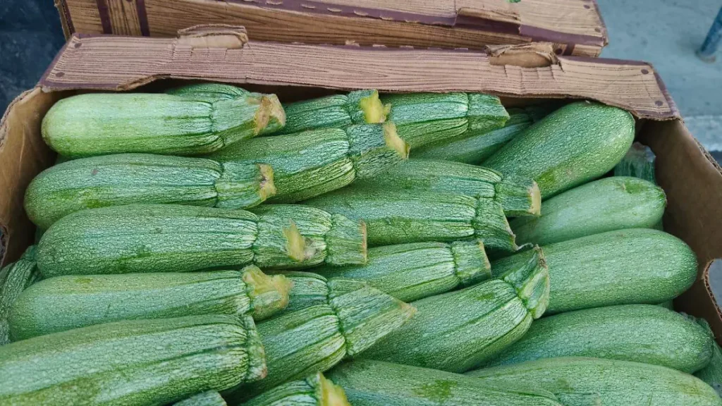 Productores de Samalayuca tiran 6 toneladas de calabacita por falta de ventas thumbnail