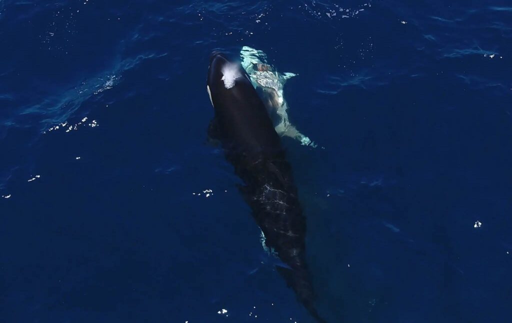 orcas-mtaAhODs0 thumbnail