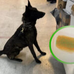 "Descubre la pista delictiva que une China con México: binomino canino logra desentrañar tráfico de drogas en AICM disfrazadas de productos cosméticos"