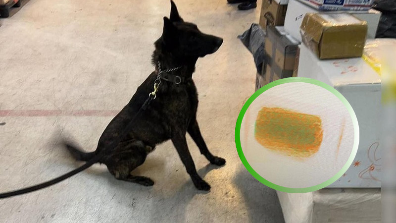 "Descubre la pista delictiva que une China con México: binomino canino logra desentrañar tráfico de drogas en AICM disfrazadas de productos cosméticos"