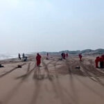 Suman seis tortugas encontradas sin vida en playas de Veracruz