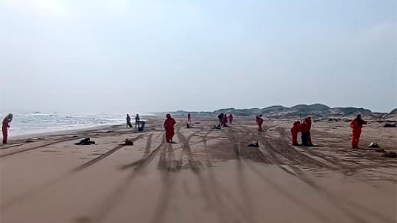 Suman seis tortugas encontradas sin vida en playas de Veracruz