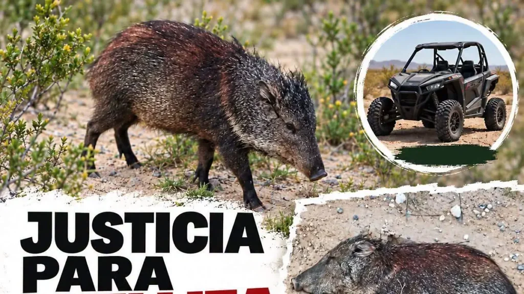 1 thumbnail